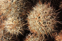 Mammillaria schumannii