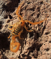 Centruroides exilicauda