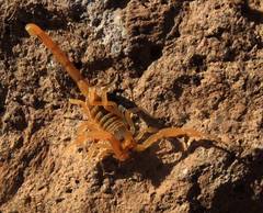 Centruroides exilicauda