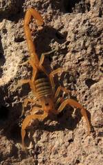 Centruroides exilicauda