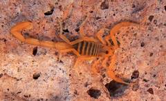 Centruroides exilicauda