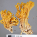 Ramaria anziana - Photo (c) Jerry Cooper, some rights reserved (CC BY), uploaded by Jerry Cooper