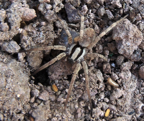 Syspira tigrina