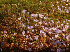 Crocus kotschyanus