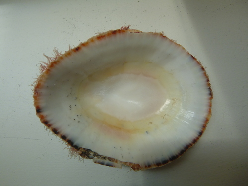 Scutellastra kermadecensis