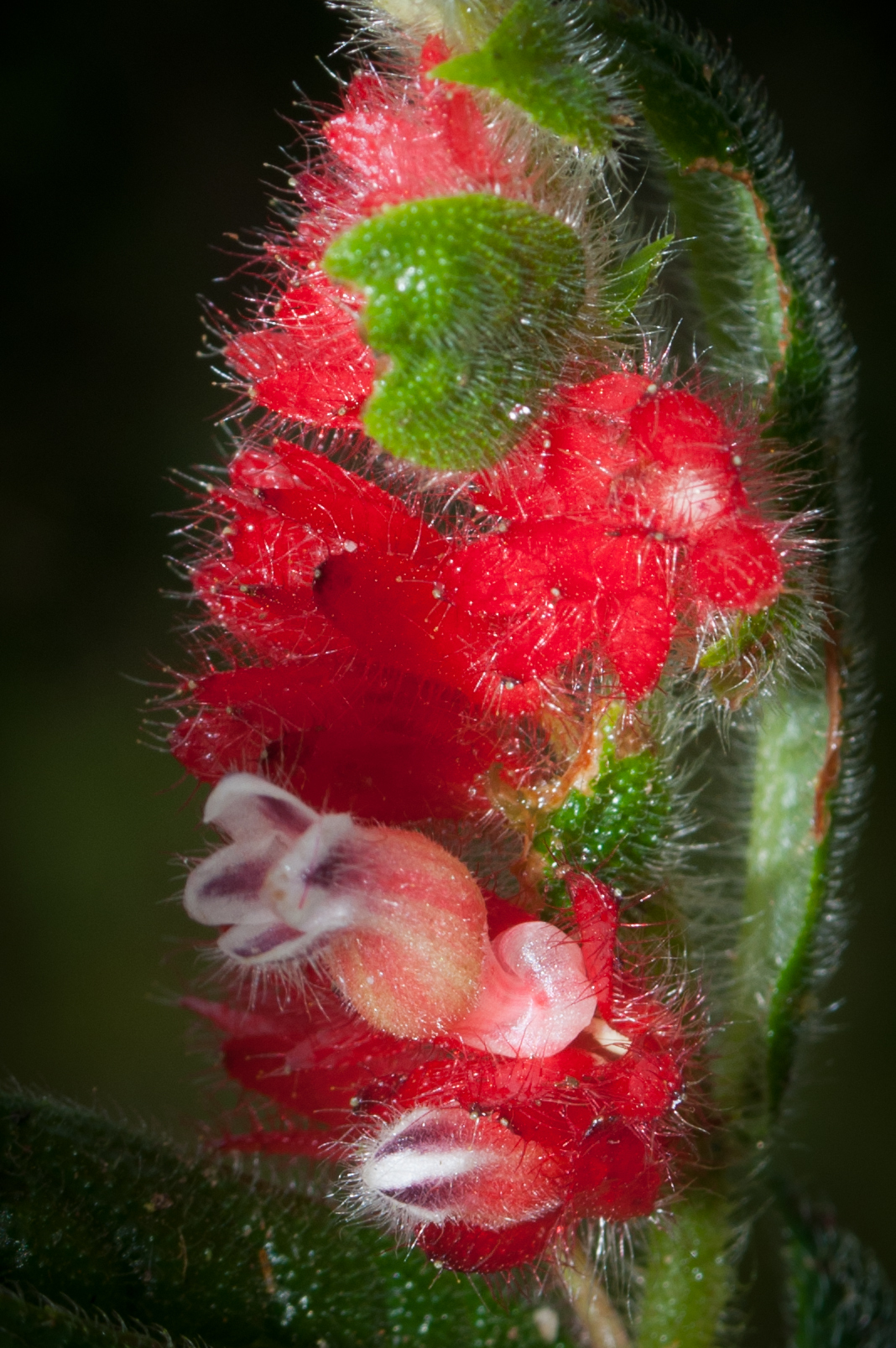 Columnea tenella