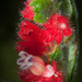 Columnea tenella - Photo (c) Oscar Marín, some rights reserved (CC BY-SA), uploaded by Oscar Marín