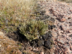 Selaginella corallina