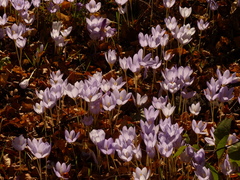 Crocus kotschyanus