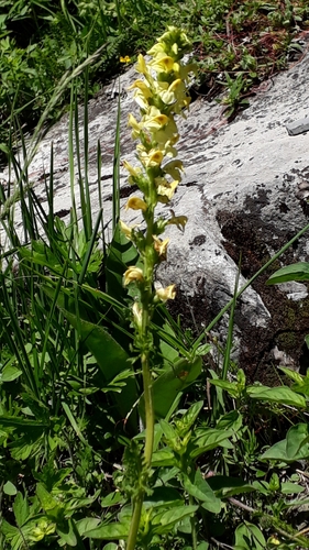 Image of Pedicularis ascendens by (c) Alessia Guggisberg, some rights reserved (CC BY)