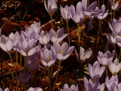 Crocus kotschyanus