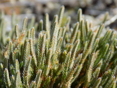 Selaginella corallina