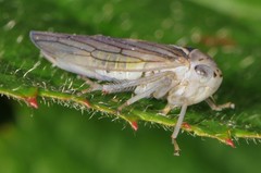 Populicerus