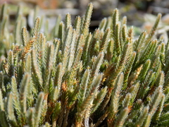 Selaginella corallina