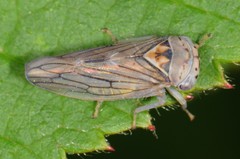 Populicerus