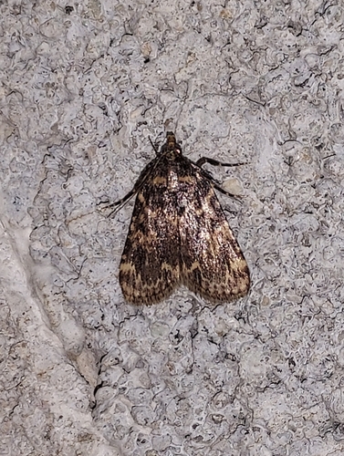 Aglossa caprealis