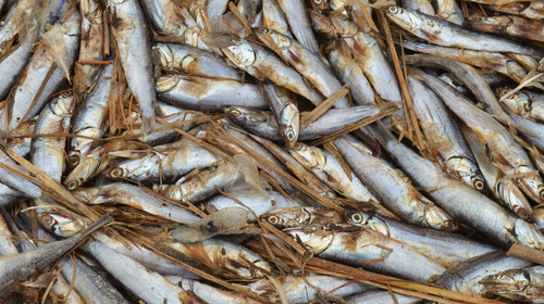 Northern Anchovy