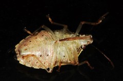 Podisus brevispinus