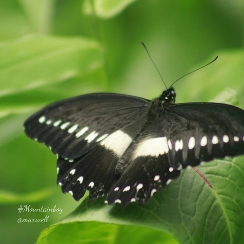 Jackson’s Swallowtail