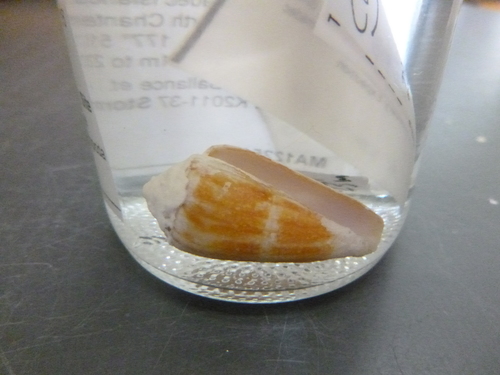 Conus lischkeanus