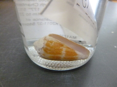 Conus lischkeanus image