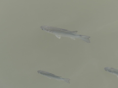 Planiliza subviridis