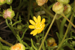 Blennosperma bakeri