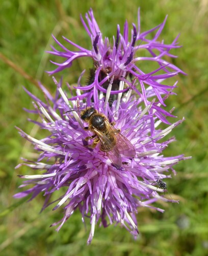 Great Banded Furrow Bee, 6287 Eys, Nederland, photo 8 of 10