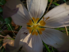 Crocus kotschyanus