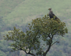 Buteogallus coronatus