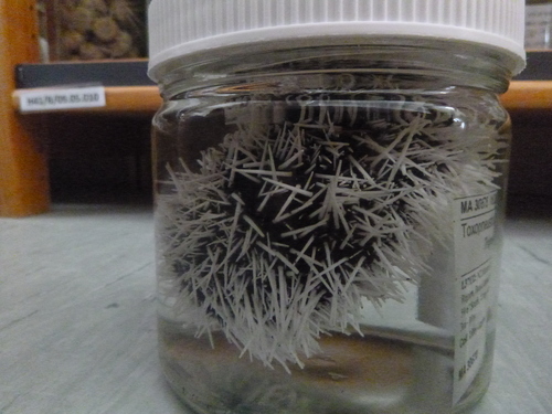 Tripneustes australiae