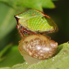 Stictocephala basalis
