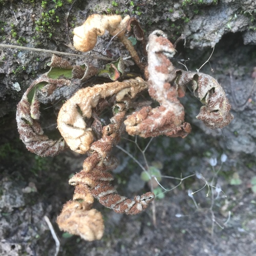 Asplenium lolegnamense (Asplenium lolegnamense)