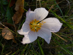 Crocus kotschyanus