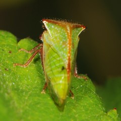 Stictocephala basalis
