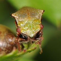 Stictocephala basalis