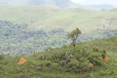 Buteogallus coronatus