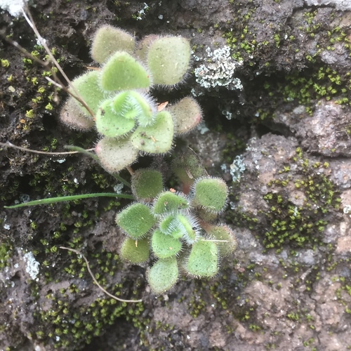 Aichryson villosum