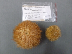 Pseudechinus huttoni