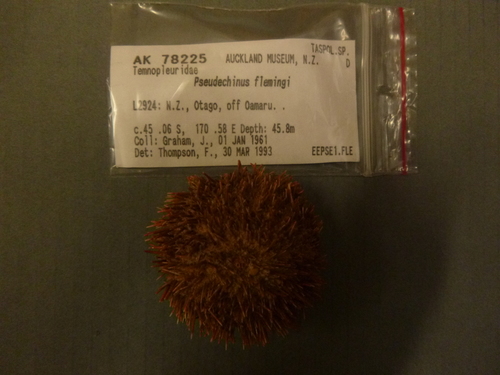 Pseudechinus flemingi