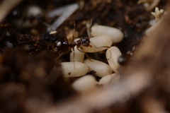 Prolasius advena