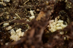 Prolasius advena