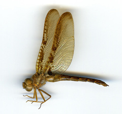 Neurocordulia xanthosoma