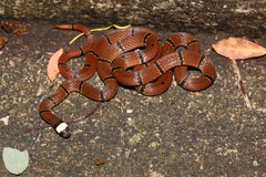 Swinhoe's Temperate Asian Coralsnake photo 3