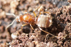 Prolasius advena