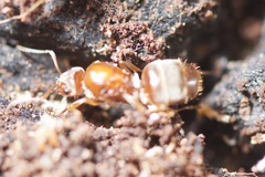 Prolasius advena