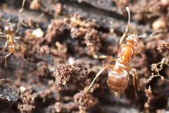 Prolasius advena