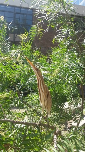 Stripe-backed Bittern (Botaurus involucris), photo 7
