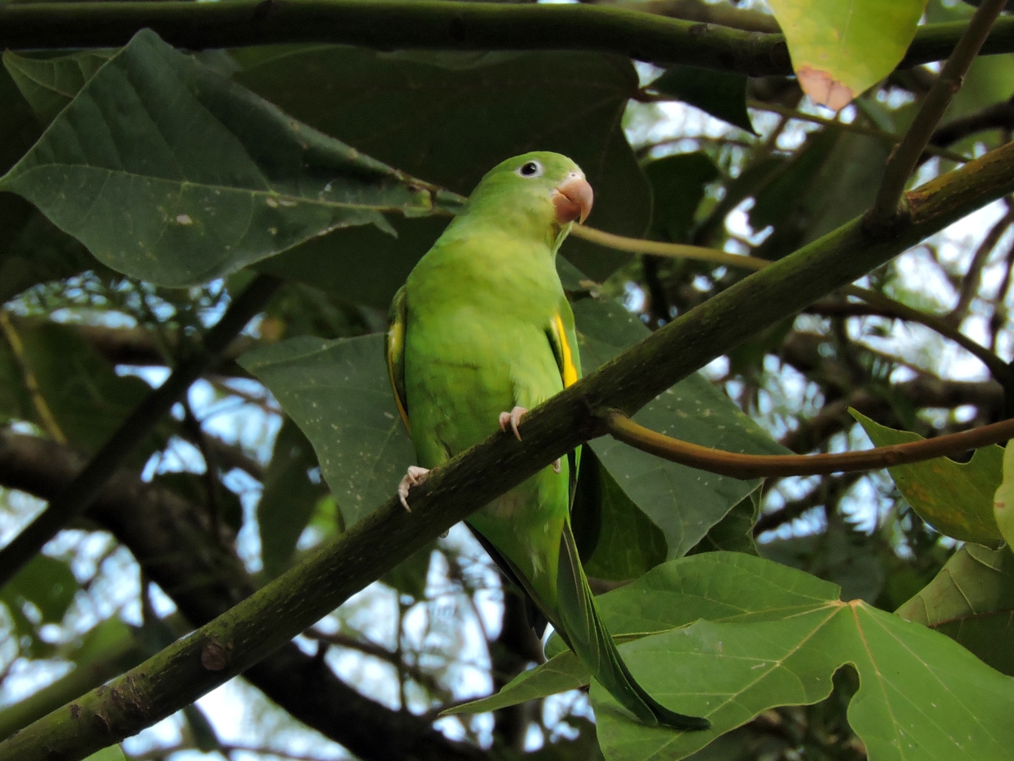 Yellow-chevroned Parakeet (Brotogeris chiriri)