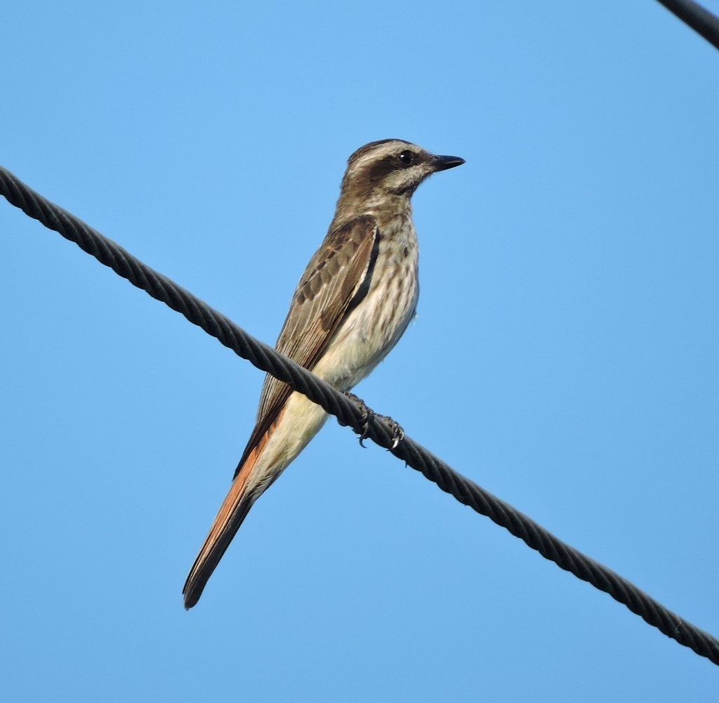 Variegated Flycatcher photo